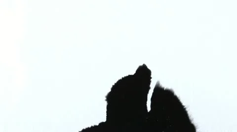 Ink Drops Stock Footage
