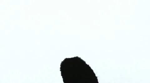 Ink Drops Видео 11307894