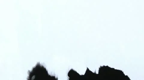Ink Drops Vídeo Stock 11308011