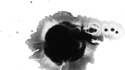 Ink Drops Transition on Black Background 4k Footage Ink Footage Transition W Stock Footage 315161381