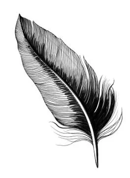 Ink feather Illustrazione stock