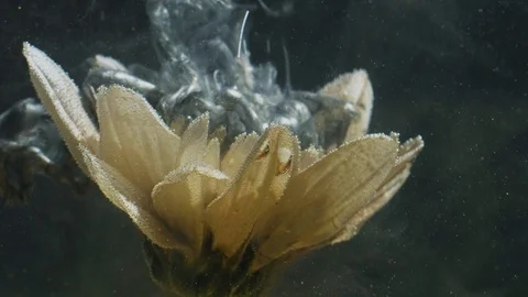 Ink flower in water thunder silver paint splash Stock Footage 126775215