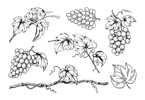 Ink grape set, hand drawn leaf on branches, organic wine. Vegetarian vineyard Stock Illustration