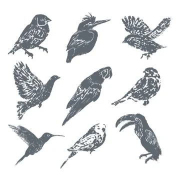 Ink hand drawn bird set Stock Illustration
