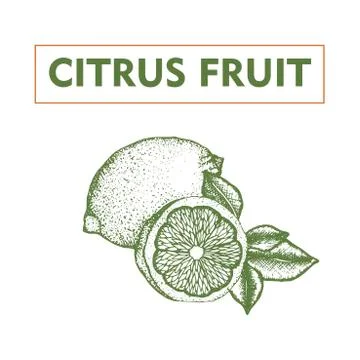 Ink hand drawn citrus fruit on white background Stock Illustration