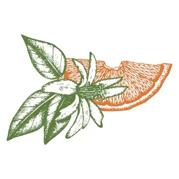 Ink hand drawn citrus fruit on white background Illustrazione stock