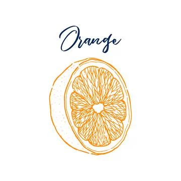 Ink hand drawn of orange fruit. Food element collection. Vintage sketch Illustrazione stock