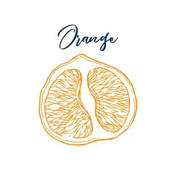 Ink hand drawn of orange fruit. Food element collection. Vintage sketch Stock Illustration