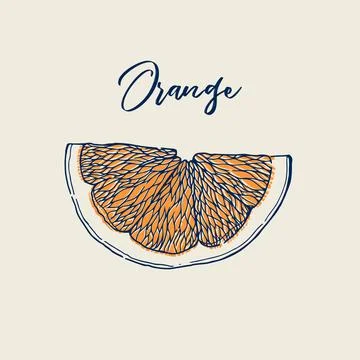 Ink hand drawn of orange fruit. Food element collection. Vintage sketch Stock Illustration