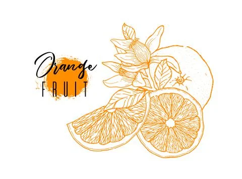 Ink hand drawn of orange fruit. Food element collection. Vintage sketch Stock Illustration