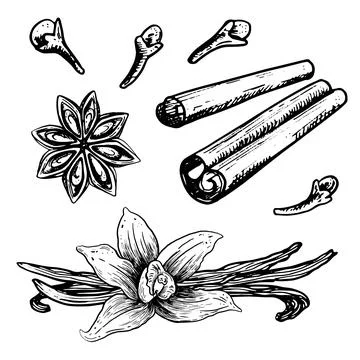 Ink hand drawn spices set. Sketch Vector aromatic ingredient in engraving style Stock Illustration