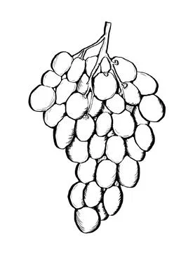 Ink image of grape Stock Illustration