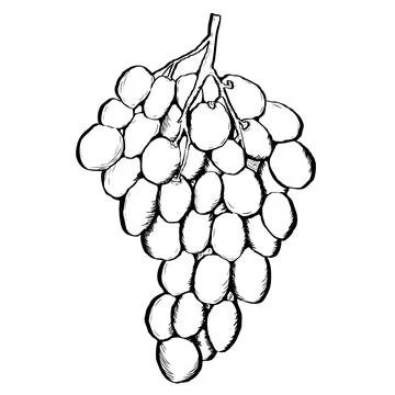 Ink image of grape Stock Illustration