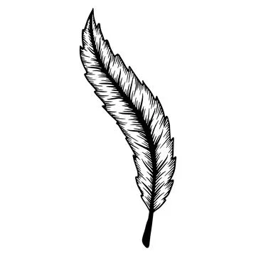 Ink line drawn leaf outline illustration element isolated. Vector contour Stock Illustration