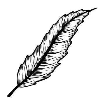 Ink line drawn leaf outline illustration element isolated Stock Illustration