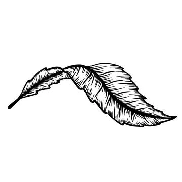 Ink line drawn leaf outline illustration element isolated. Vector contour Stock Illustration
