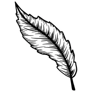Ink line drawn leaf outline illustration element isolated. Vector contour Stock Illustration