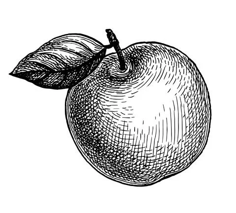 Ink sketch of apple. Stock Illustration
