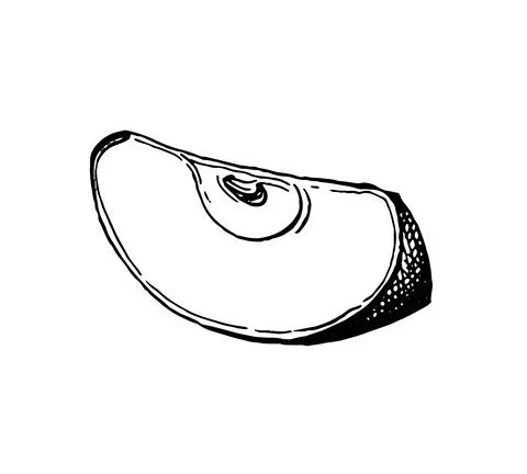 Ink sketch of apple. Stock-Illustration