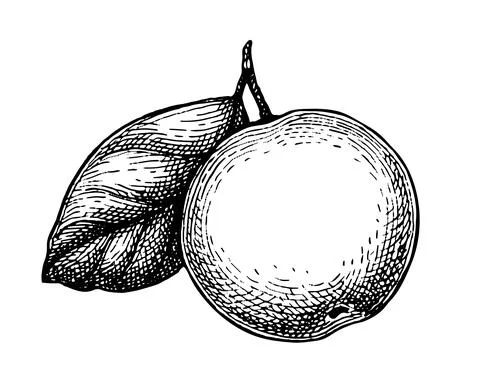 Ink sketch of apple. Stock Illustration