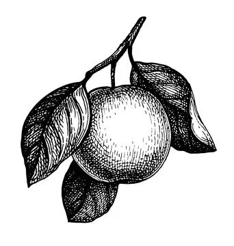 Ink sketch of apple. Stock Illustration