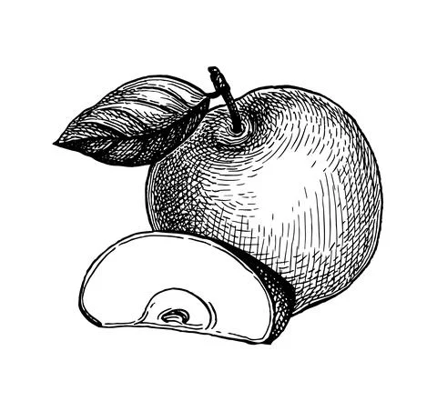 Ink sketch of apple. Stock-Illustration