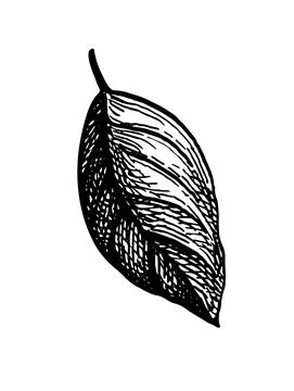 Ink sketch of apple leaf. Stock Illustration