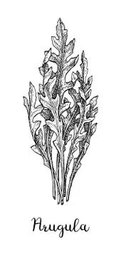 Ink sketch of arugula. 스톡 일러스트