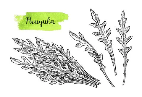Ink sketch of arugula. Stock Illustration