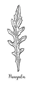 Ink sketch of arugula. Illustrazione stock