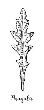 Ink sketch of arugula. Stock-Illustration