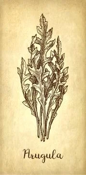 Ink sketch of arugula. Stock Illustration