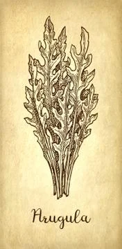 Ink sketch of arugula. Stock Illustration