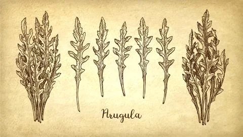Ink sketch of arugula. Stock Illustration