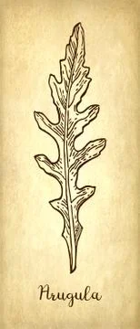 Ink sketch of arugula. Stock Illustration