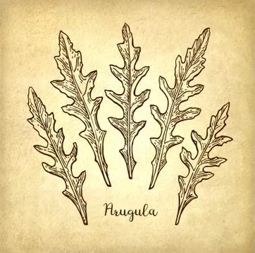 Ink sketch of arugula. Stock Illustration