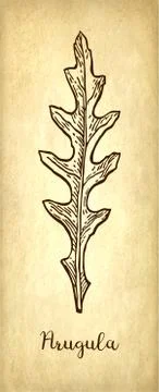 Ink sketch of arugula. Stock Illustration
