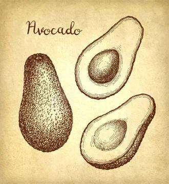 Ink sketch of avocado. Illustrazione stock