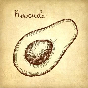 Ink sketch of avocado. Stock Illustration