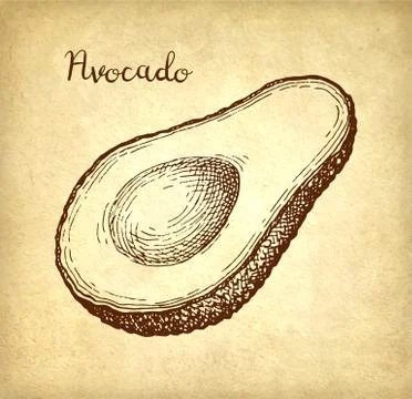 Ink sketch of avocado. Stock Illustration