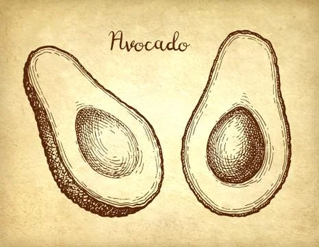Ink sketch of avocado. Illustrazione stock