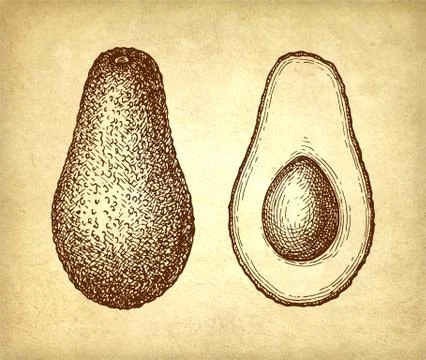 Ink sketch of avocado. Stock-Illustration