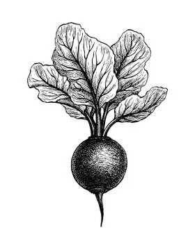 Ink sketch of beetroot. Stock Illustration