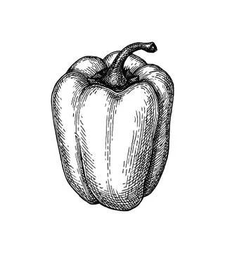 Ink sketch of bell pepper. Stock Illustration
