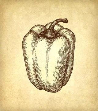 Ink sketch of bell pepper. Stock Illustration