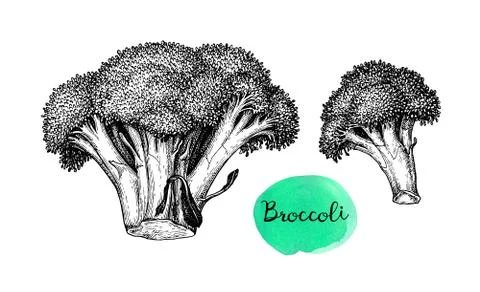 Ink sketch of broccoli. Stock Illustration