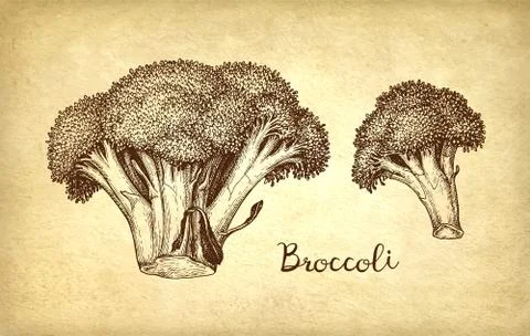 Ink sketch of broccoli. Illustrazione stock