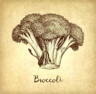 Ink sketch of broccoli. Stock Illustration