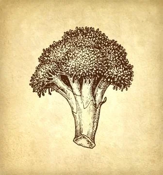 Ink sketch of broccoli. Stock Illustration