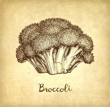 Ink sketch of broccoli. Stock-Illustration